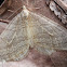 moth