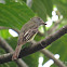 Myiarchus Flycatcher