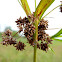 Dark Green Bulrush