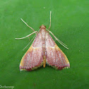 Pyralid Moth