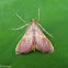 Pyralid Moth