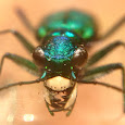 Wildlife of Georgia