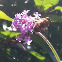 Honey Bee