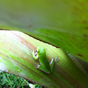 Sedge frog or eastern dwarf tree frog