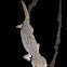 Golden-tailed Gecko