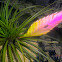 Tillandsia.