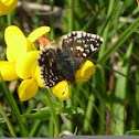 Red-underwing Skipper