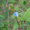 Sisyrinchium