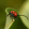 Red Milkweed Beetle
