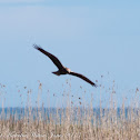 Marsh Harrier; Aguilucho Lagunero