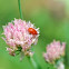 ragwort flea beetle