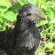 Groove-billed Ani