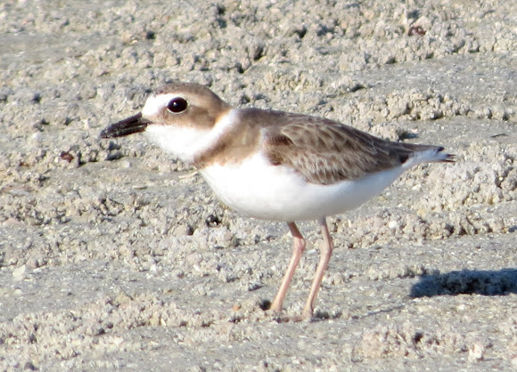 Spotting Image 1