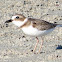 Wilson's Plover