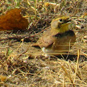 Horned Lark juveniles 