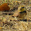 Horned Lark juveniles 