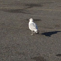 Ring-billed Gull
