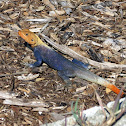 West African Rainbow Lizard