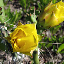 Eastern Prickly Pear Cactus