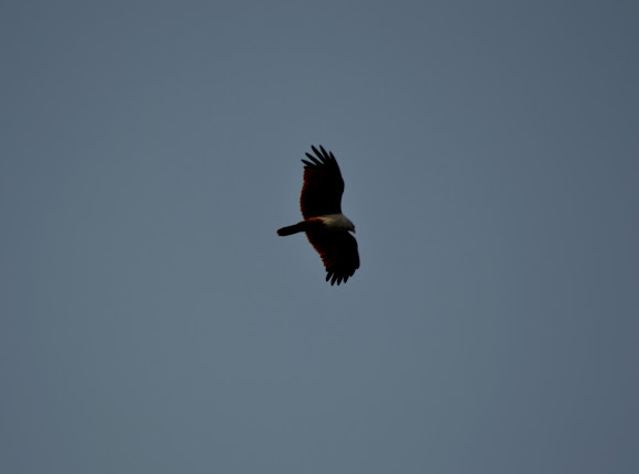 Spotting Image 1