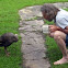 Eastern Wild Turkey