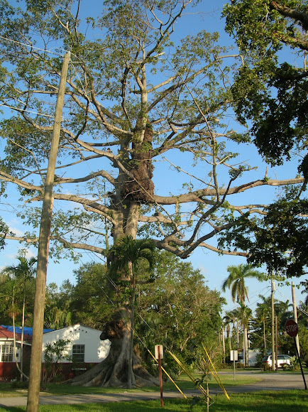 Spotting Image 1