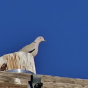 Mourning dove