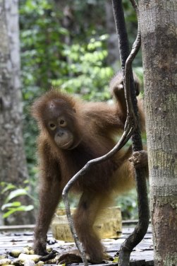 Orangutan-34.jpg
