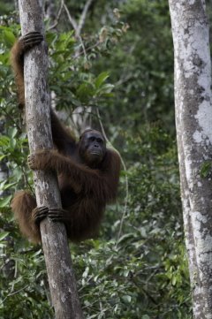 Orangutan-83.jpg