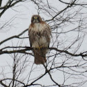 Red-tailed Hawk