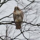 Red-tailed Hawk