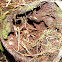 Tarantula