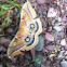 Polyphemus Moth