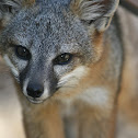 Island Fox