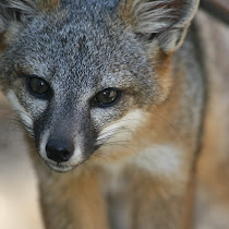 Northern California Flora and Fauna