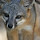 Northern California Flora and Fauna