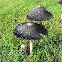 Shaggy ink cap