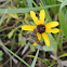 Bee Fly