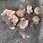 Hebeloma cf anthracophilum (2 of 2)