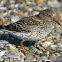 Purple Sandpiper