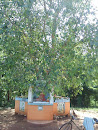 Bo Tree With Lord Buddha Statue