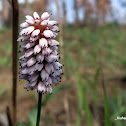 Pink Meadow Bistort