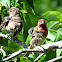 House Finch (pair)