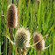 Teasel