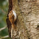 Treecreeper