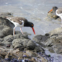 Ostrero americano (American oystercatcher)