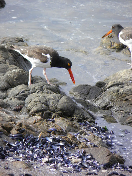 Spotting Image 1