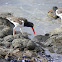 Ostrero americano (American oystercatcher)