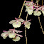 The 'Leafless' Dendrobium Orchid