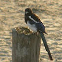European Magpie